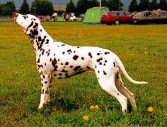 Spotnik's Onsdag Origo