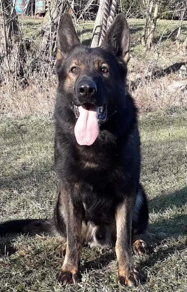 SG Zicco III Z Get-Pet