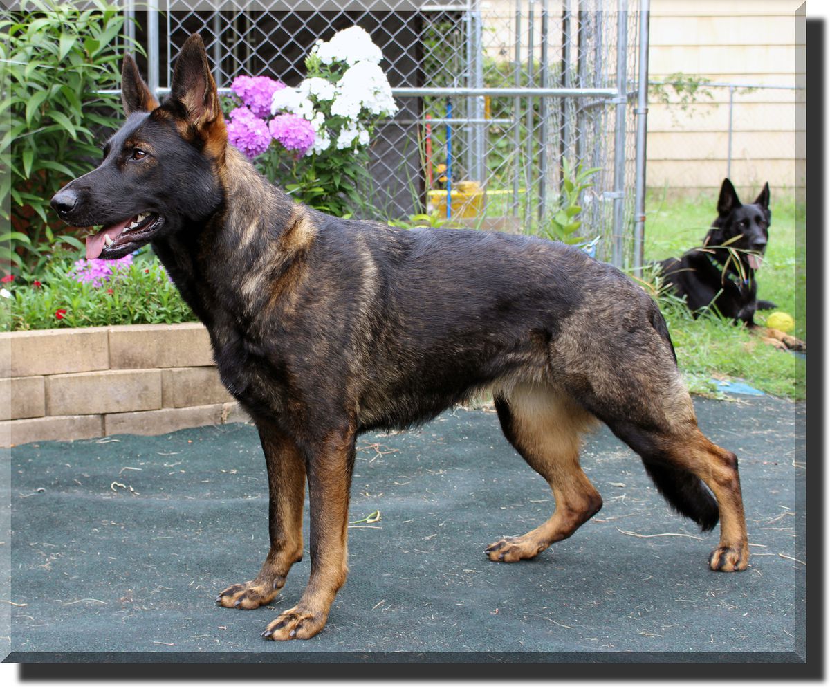 2021 GSDCA HIT UKC CH E'Arya Vom Wenner Haus