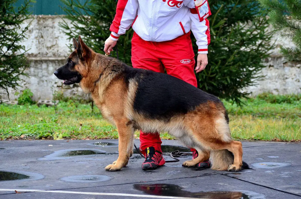 JCH (RUS, RKF) CH.(RUS, RKF) Serebryanaya Luna  Gagarin