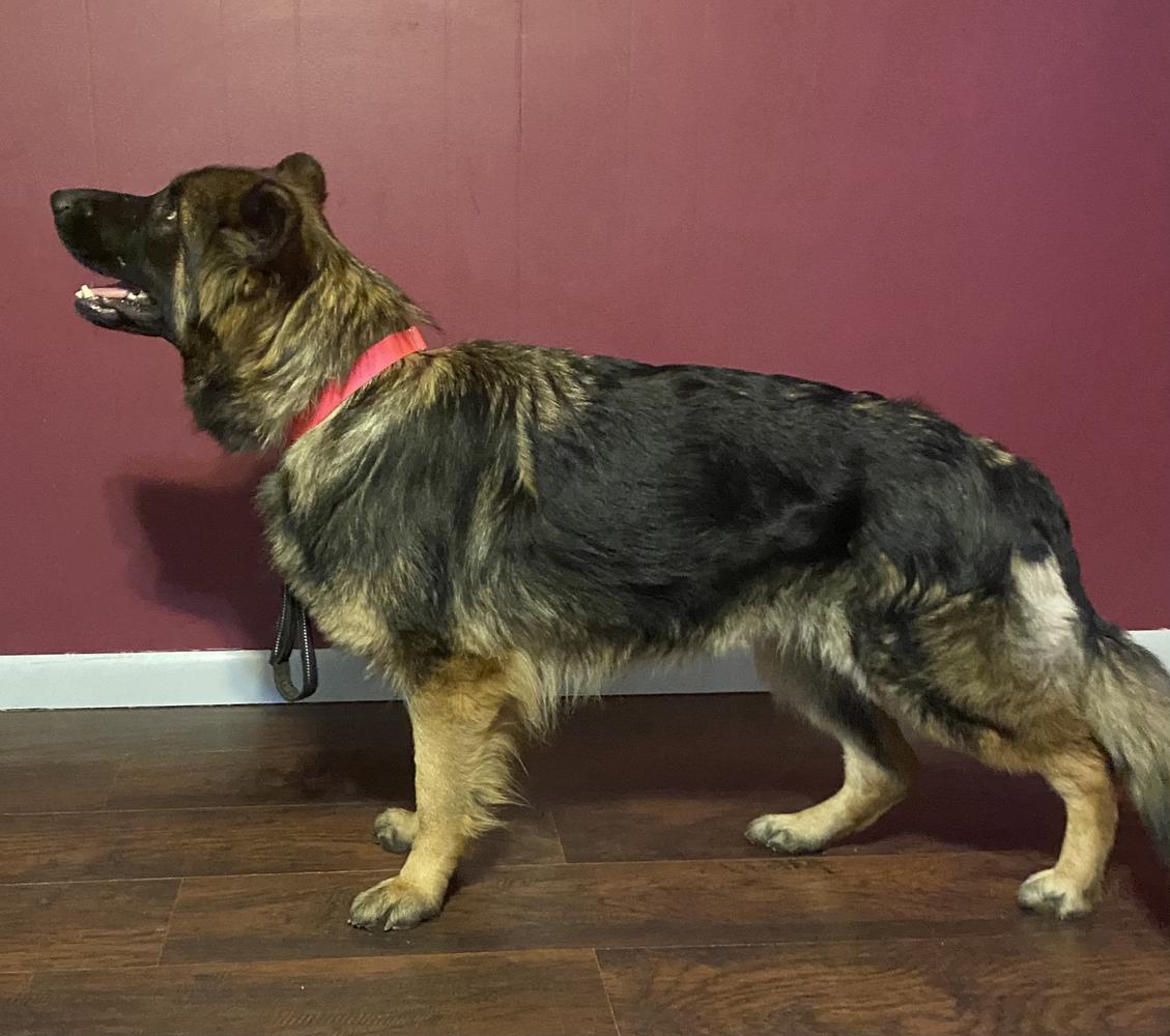 Hopewells Sahiyena Ray of Light Majoruv Haj