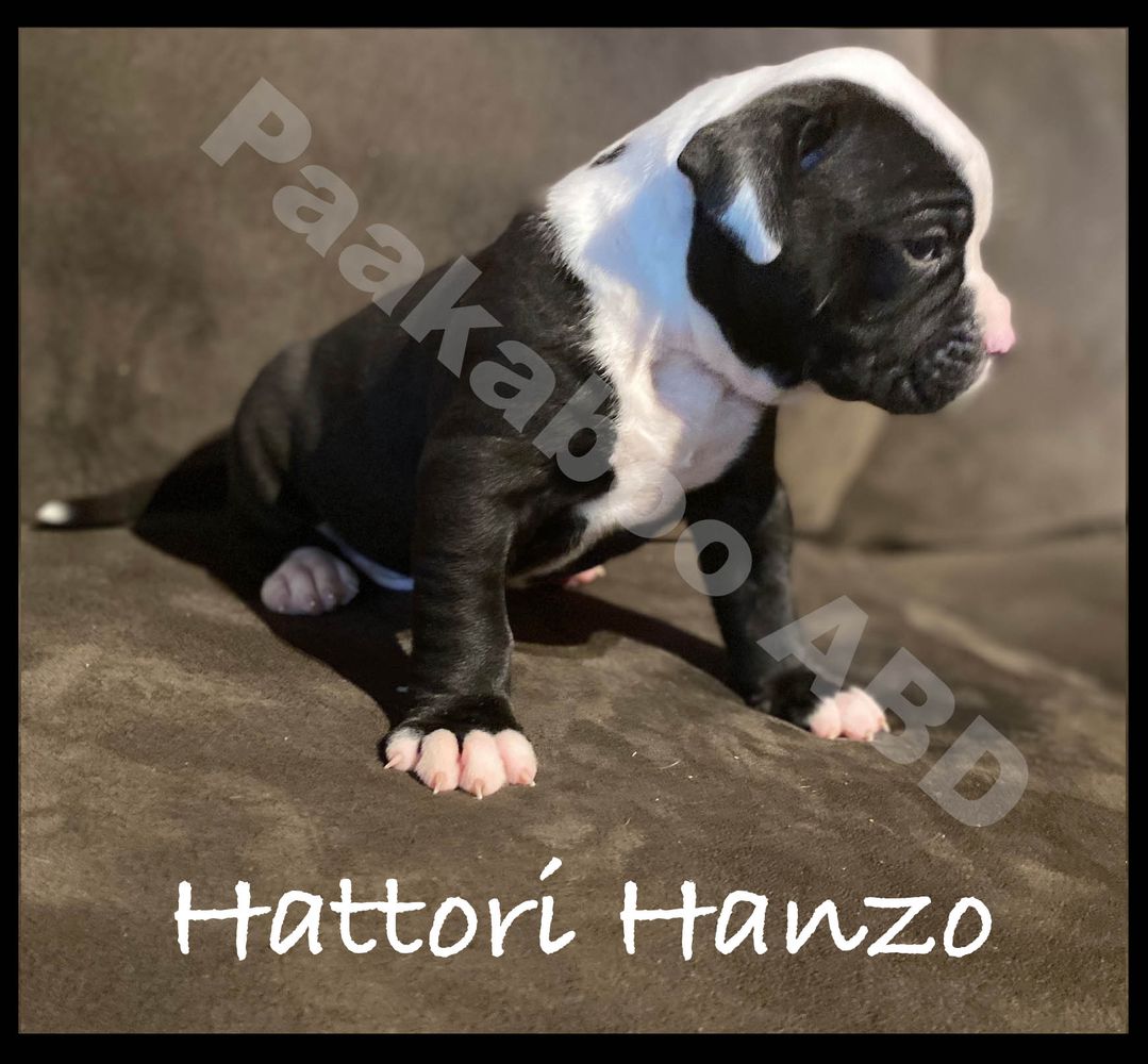 Peekaboos "Hattori Hanzo"