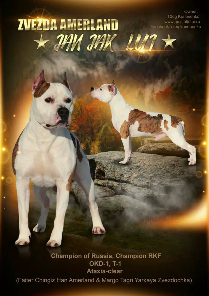 CH RUS, CH RKF ZVEZDA AMERLAND JAN JAK LUI