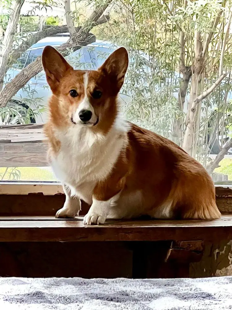 Stumptown's Beatrice of Amsburg