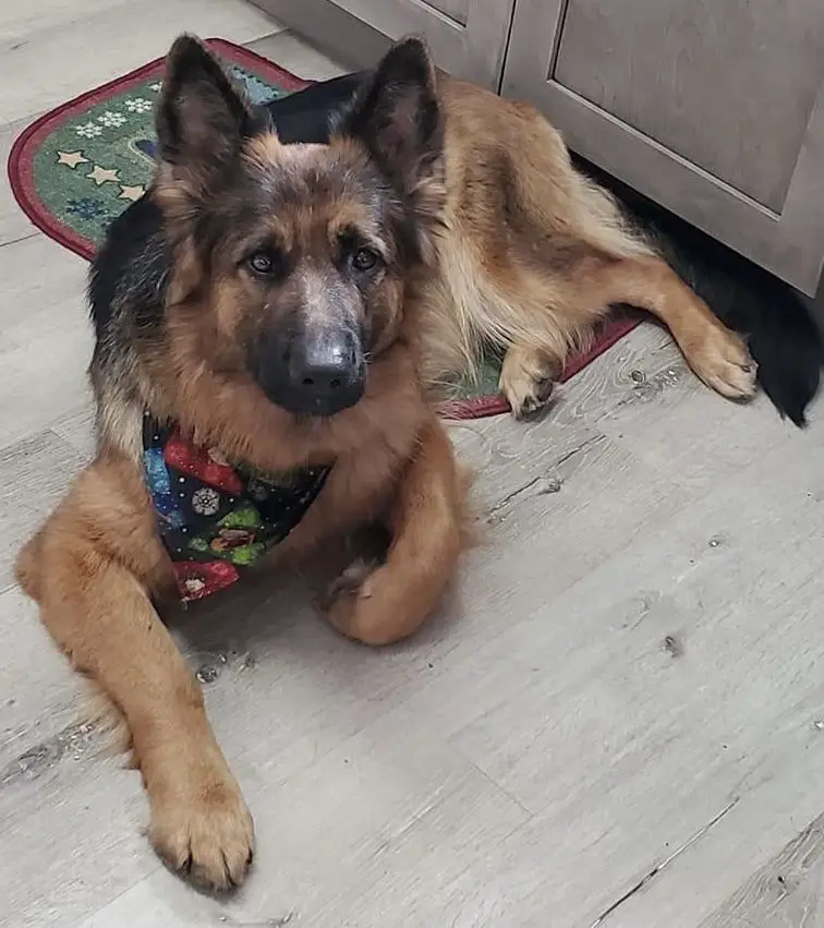 Von Sagendorf Breeze Von Moyer Hous Proud Paws