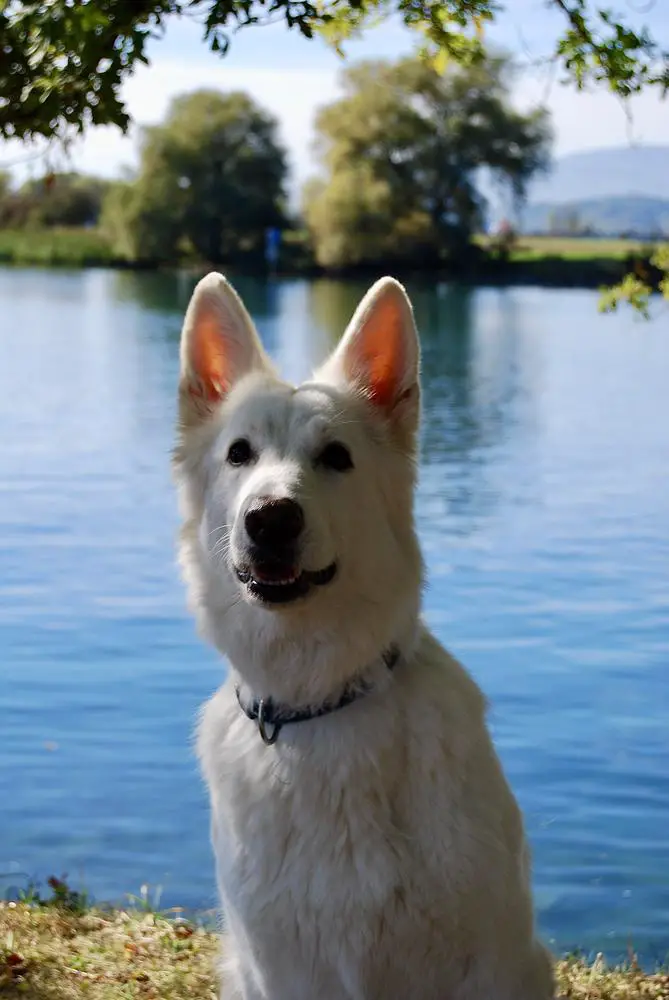 Looana of Beautyful Whites