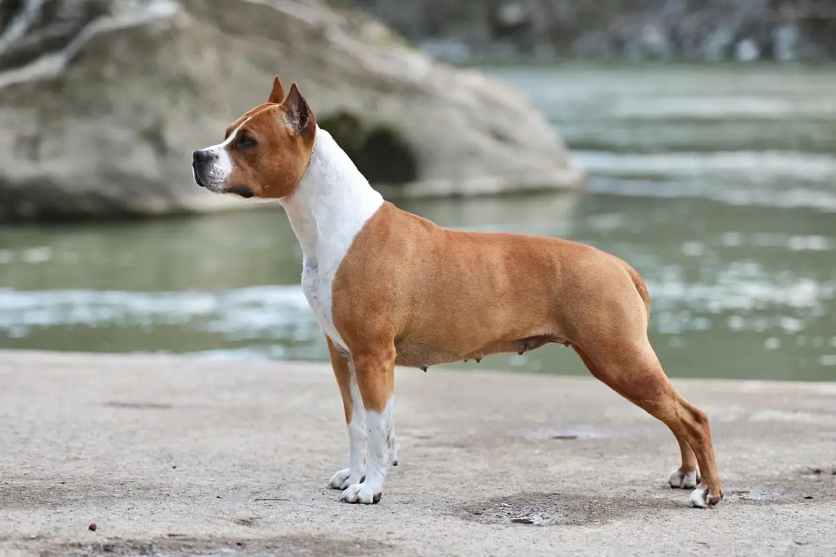 AKC GCh UKC GRCH BIMBS Liberty Eternity's Phoenix Rising