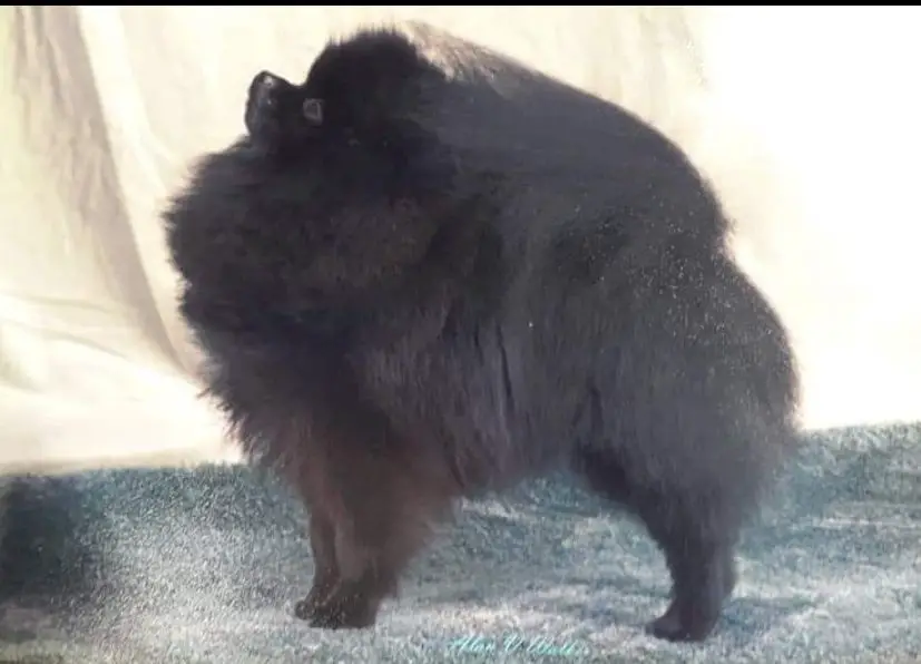 Trenarwyn Orca's Legacy