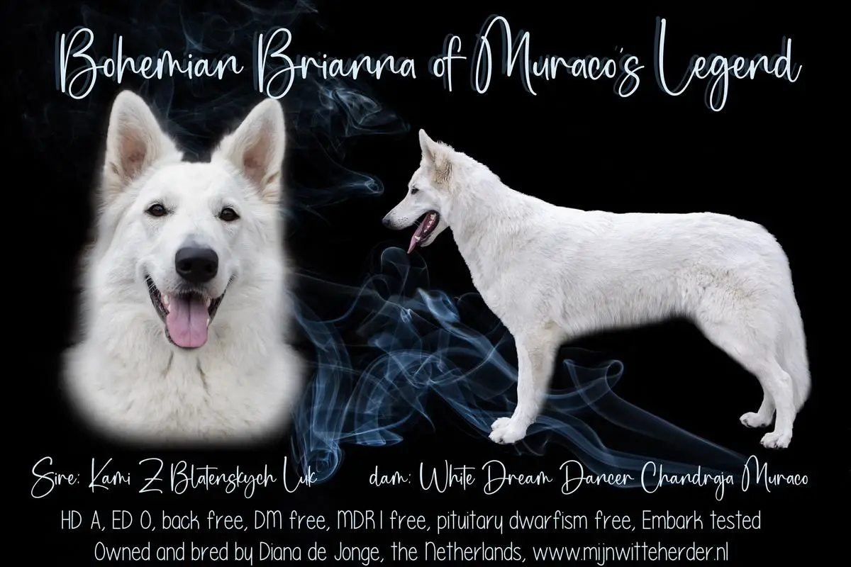 Bohemian Brianna of Muraco's Legend