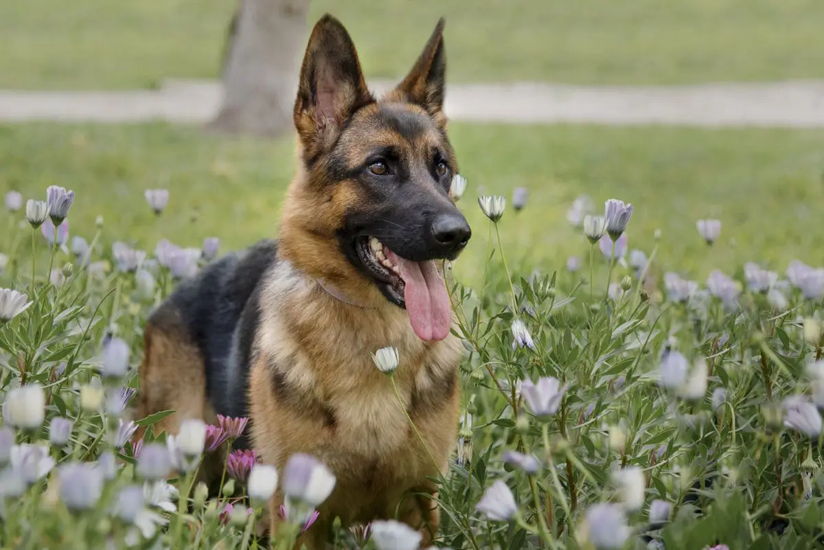 Nala De La Nació Catalana