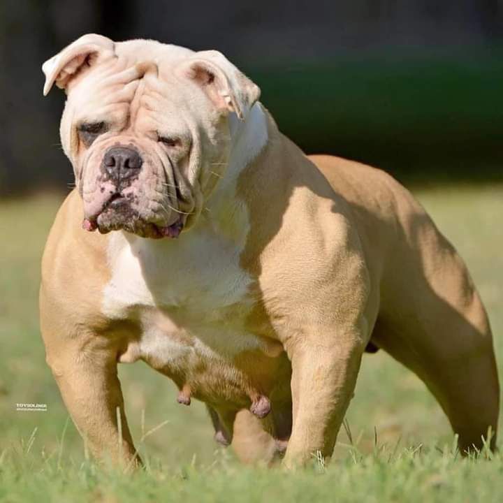 Wyatt's Hudda