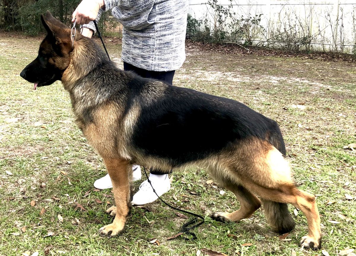 Wdr Landon’s Princess Kyla Vom Furstenhund
