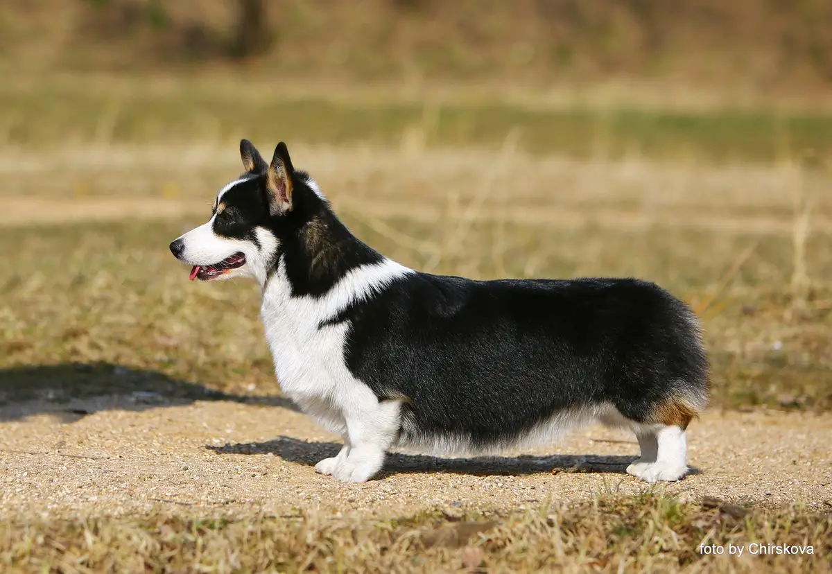 Laif Spring Southern Star