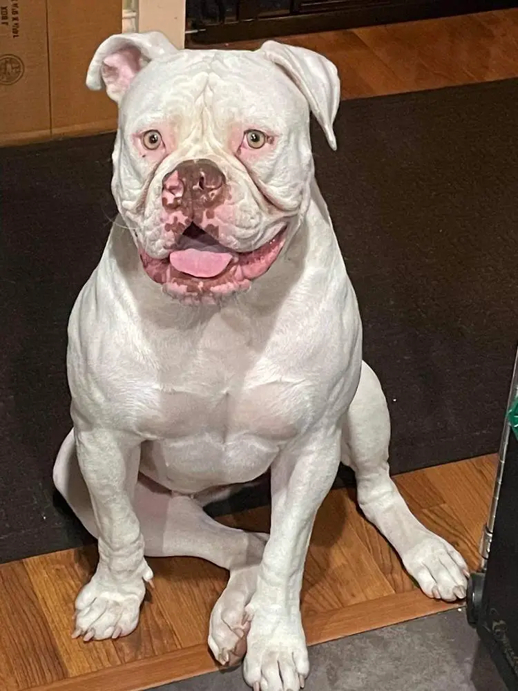 Berserkerbulls Aphrodite ( R.i.p. )