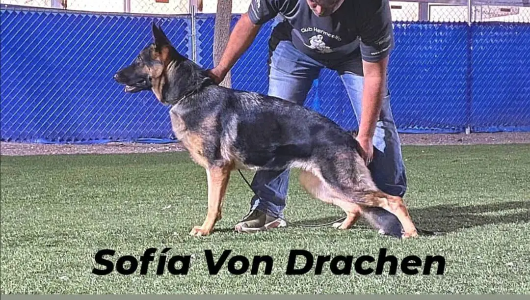 H-sofia von Drachen