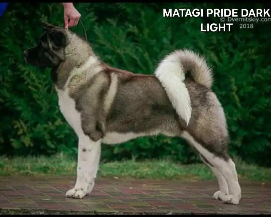 Matagi Pride Dark Light