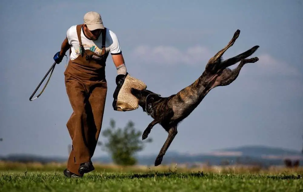 Beowulf De Alphaville Bohemia