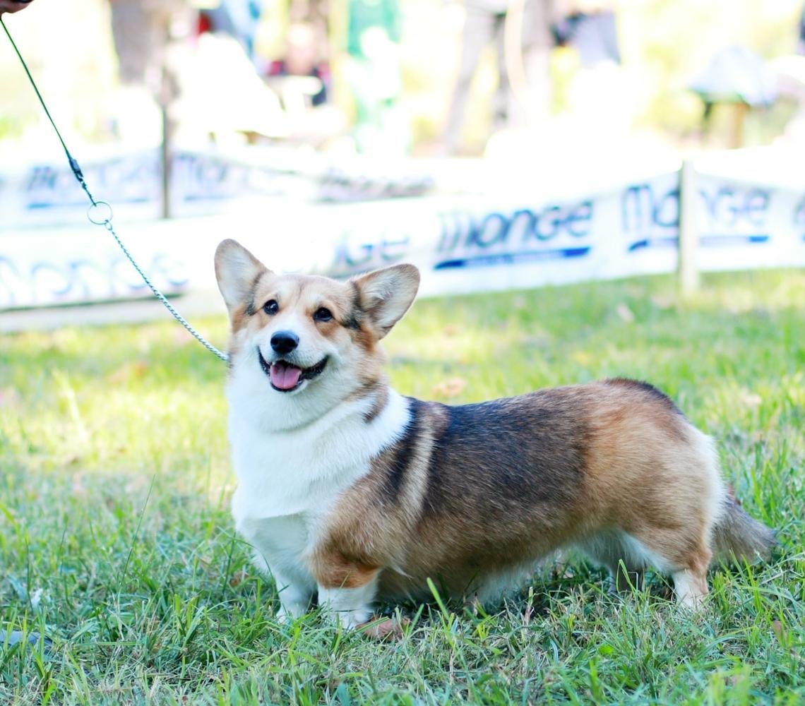 JCH/CH SRB Ravnele Ramona