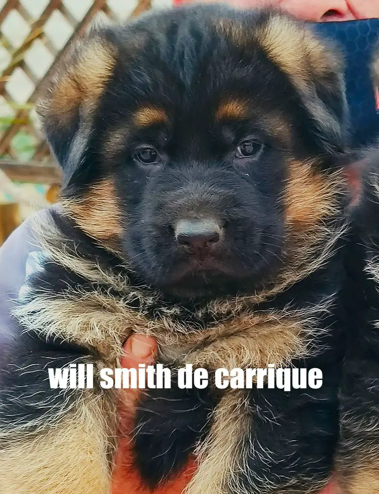 WILL SMITH DE CARRIQUE