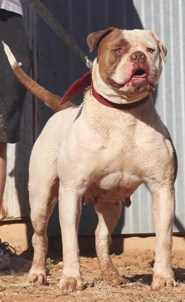 North Texas Lady of Simply Incred-A-Bull