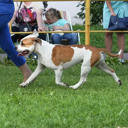 Zlata IZ KOROLEVSTVA STAFF