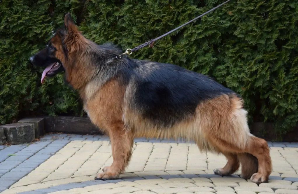 Bailey Wolf Grande