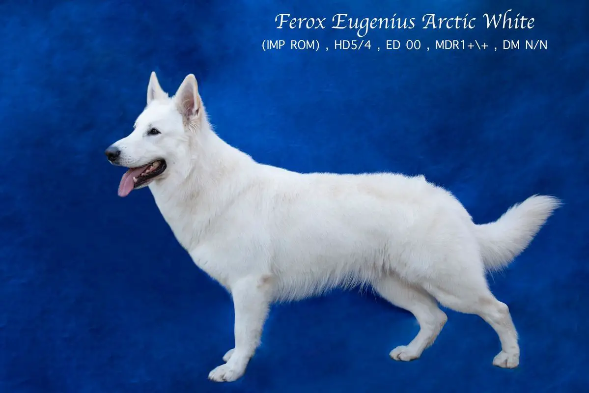 Ferox Eugenius Arctic White