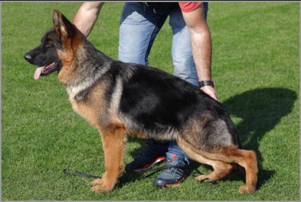 Baxter vom Türkheimer Schloss