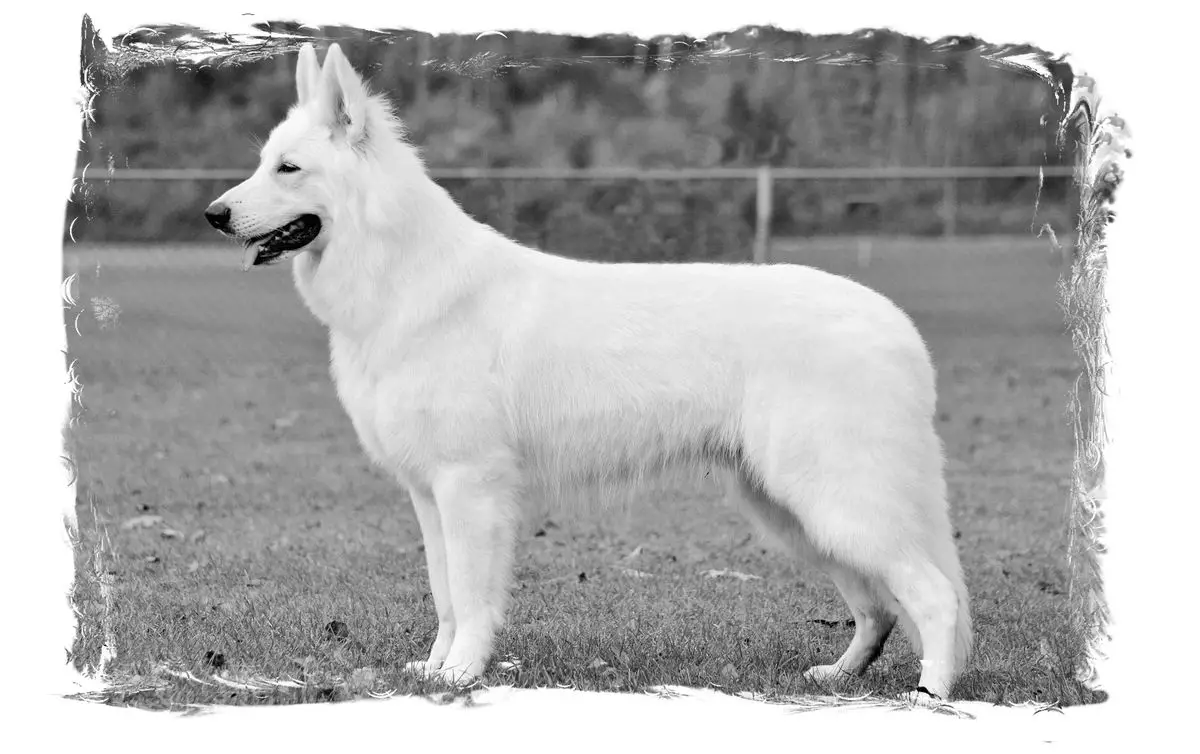 CACA,CACIB, BOS, BOB, CH, A-Alpensieger Ural Iz Beloy Brigady