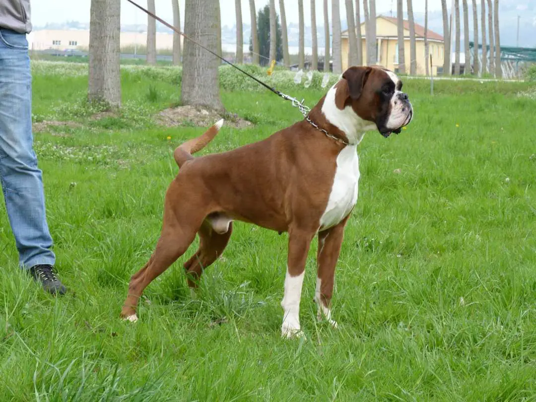 Rosco dei roeri
