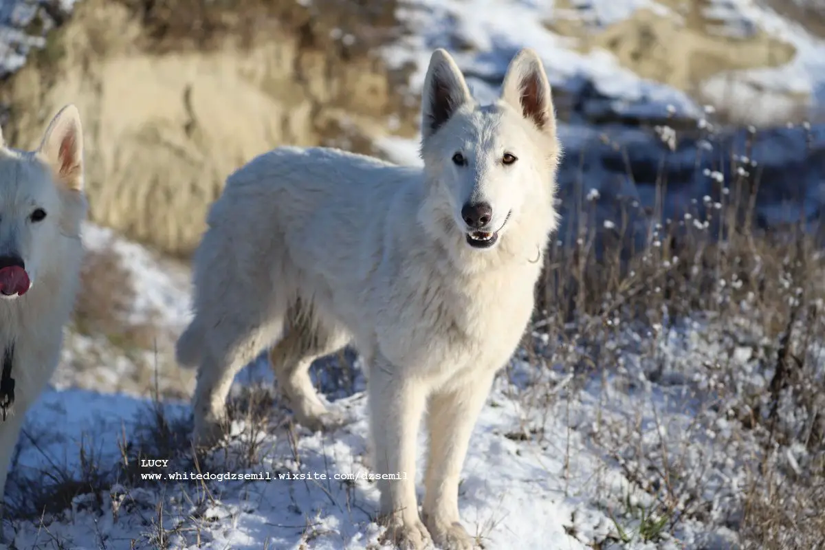 LUPUS ALBUS FORTUNA