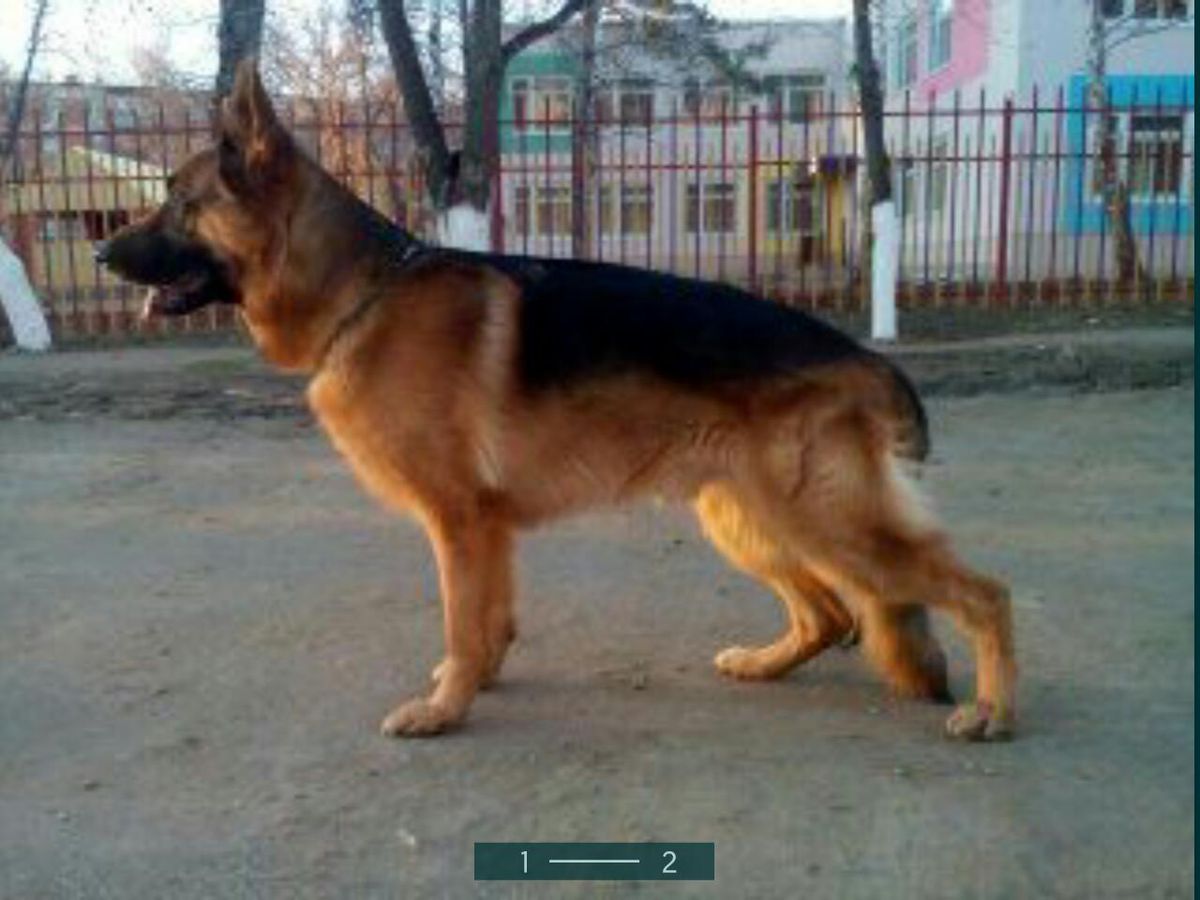 5хСАС, V Yug Urala Zidan