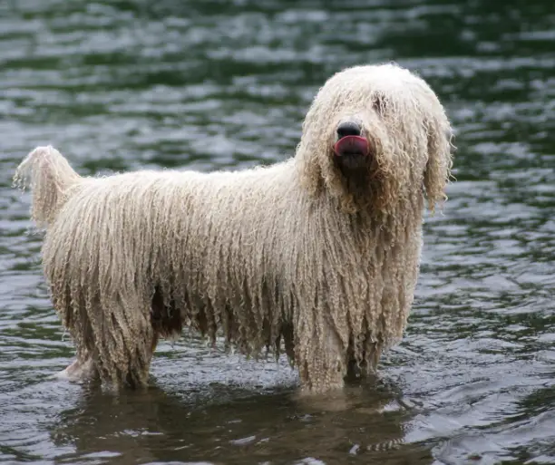 VWW-20, UK CH, 2018, 2016 Crufts Winner Valentisimo's Tuvida