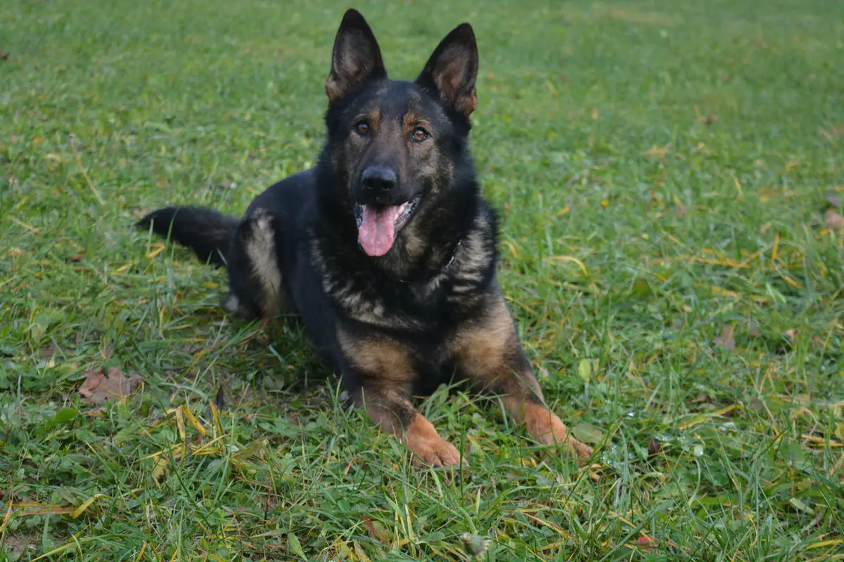 Hessi od Skalických stopařů