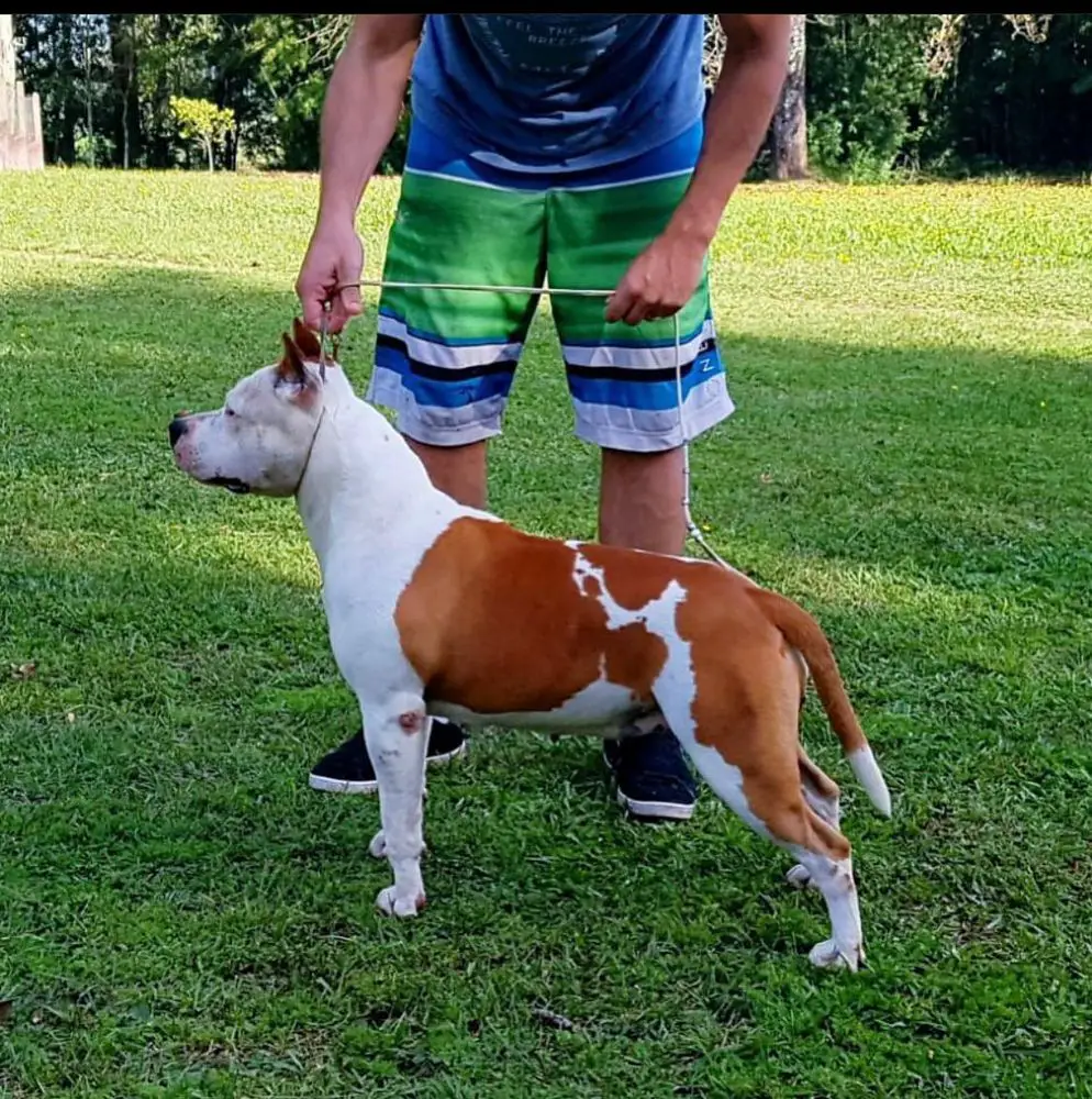 Baluda Do American Pride