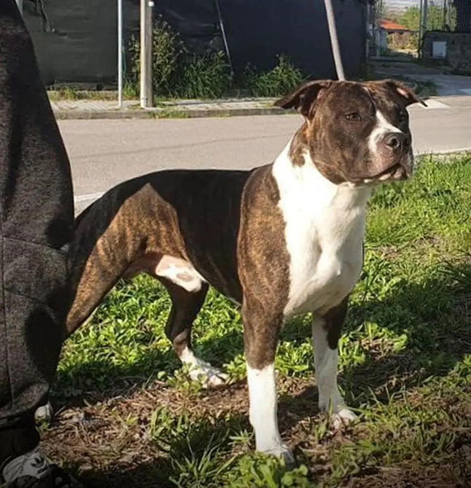 Mambo Italiano Of Bazo-Town