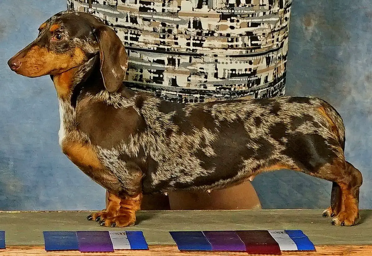 GCH CH WTL Zenyatta MSD