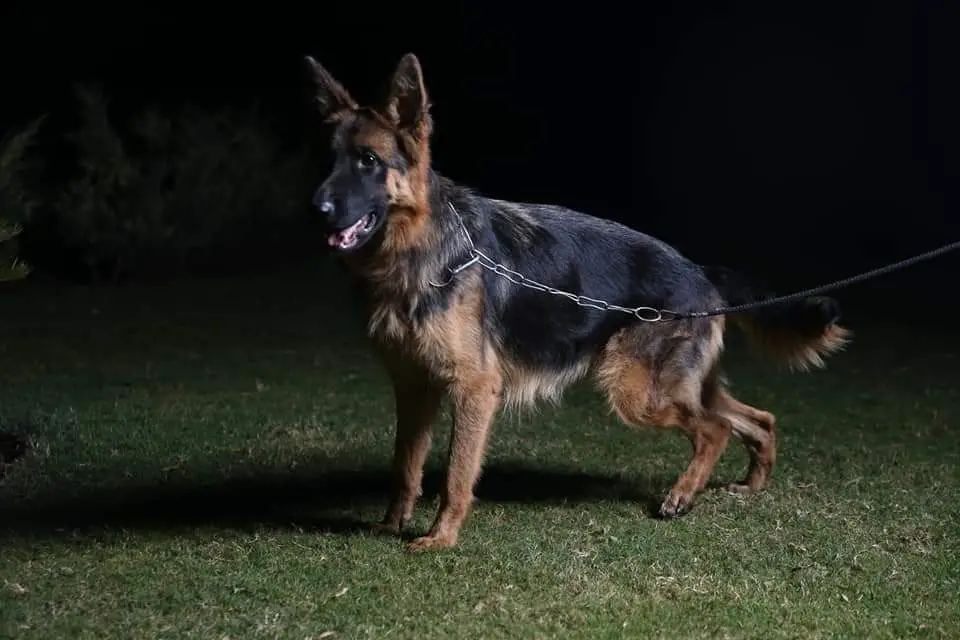 Eureka vom Kashmir hills