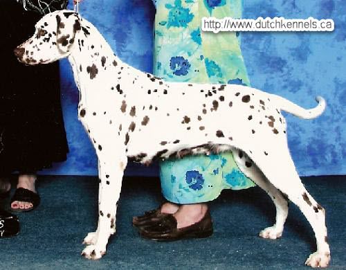 CH Onsengeltje Drago's Emerald