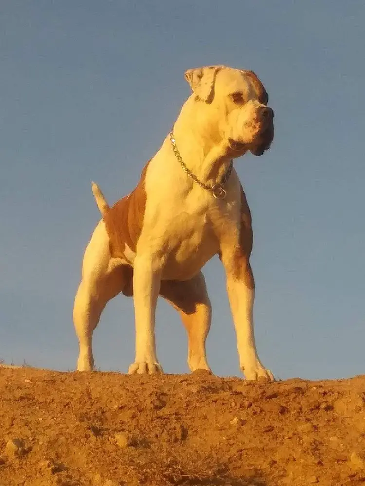 CH GOLIATH CARRALES
