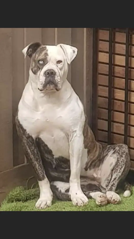 Big Daddy Bulldog’s Brindy