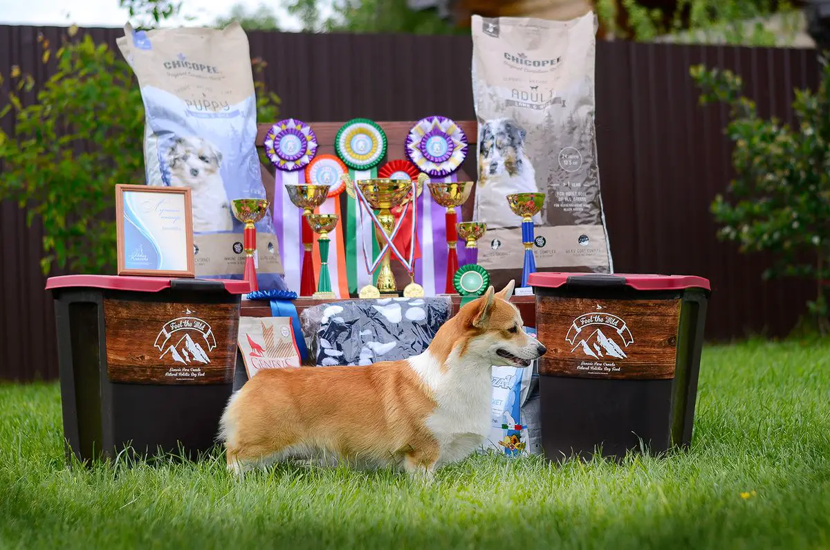 2xJCH RKF, JCH RUS Rus Briskazi Felisiti