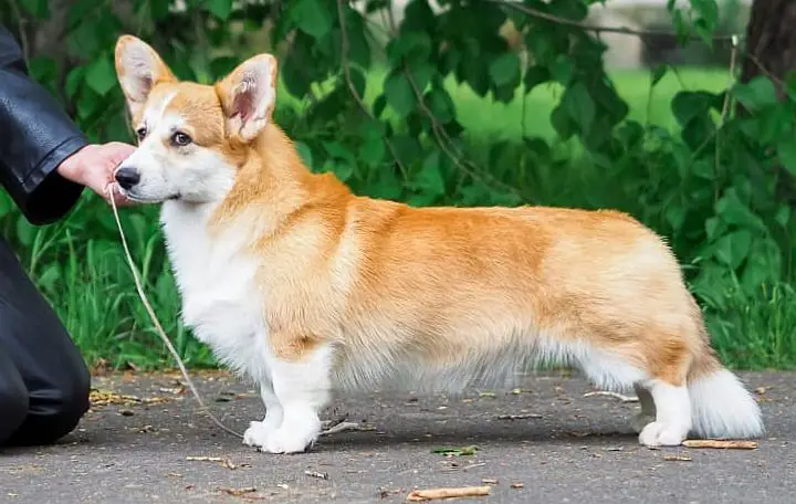 MISTYCOR ONE IN A MILION