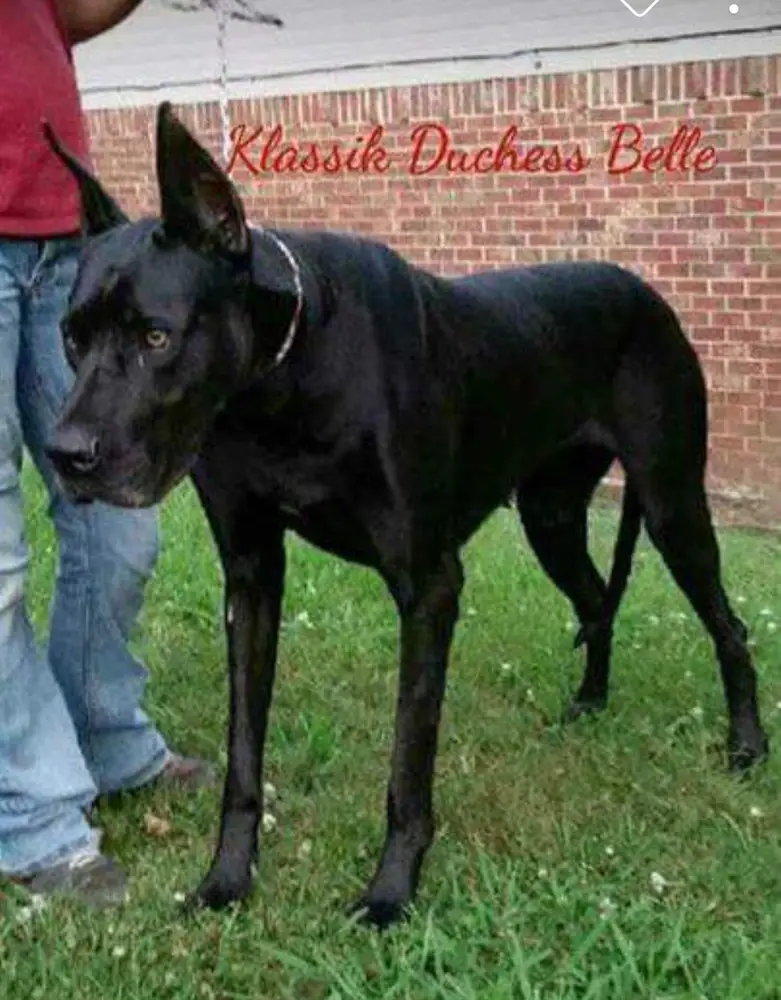 klassik Duchess Belle