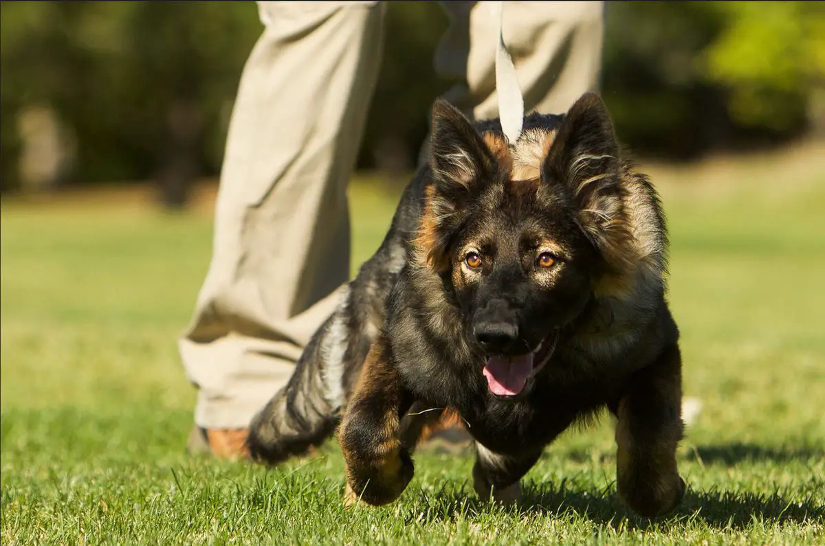 Liberty Belle Von Lachish