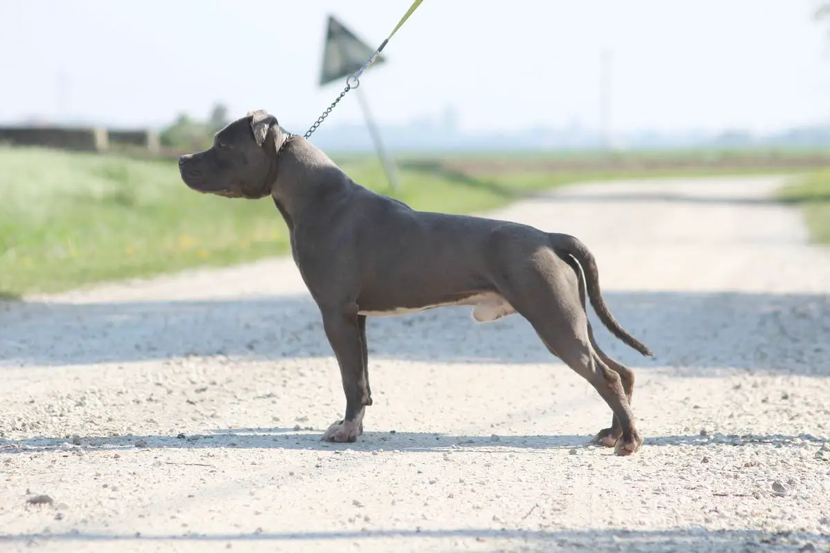 Crazy Crys Golden Moonshine El Diablo