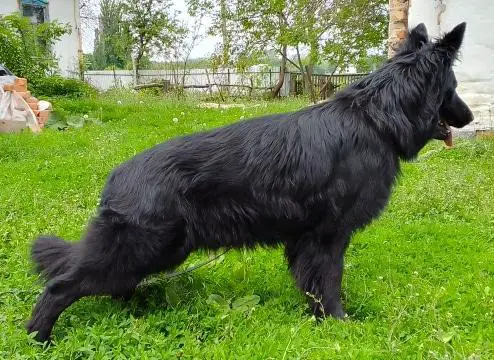 JCH UA,BOSx2,R.CAC Rejland Khristian Heike