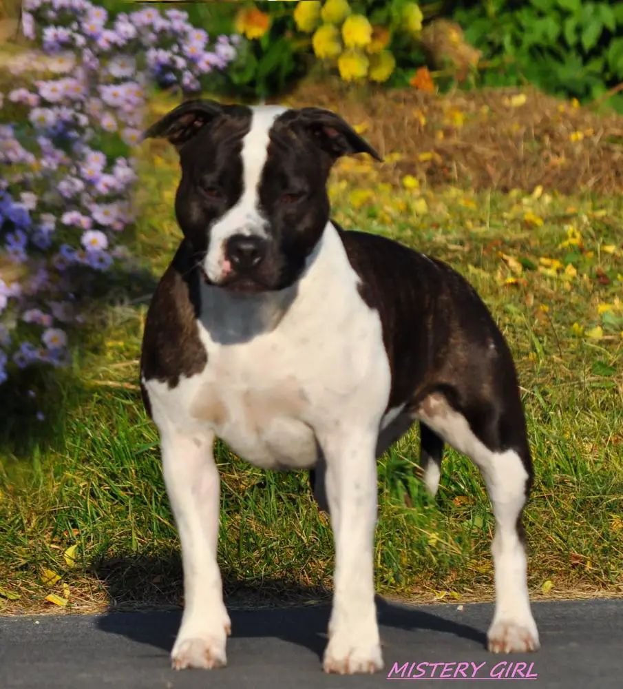 MISTERY GIRL Pokerowy Żywot