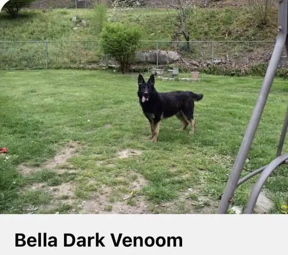 Bella Dark Venoom