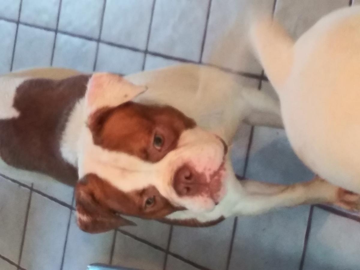 CMB'$/ Ellis Phoenix Fire of Riley's American Bulldogs